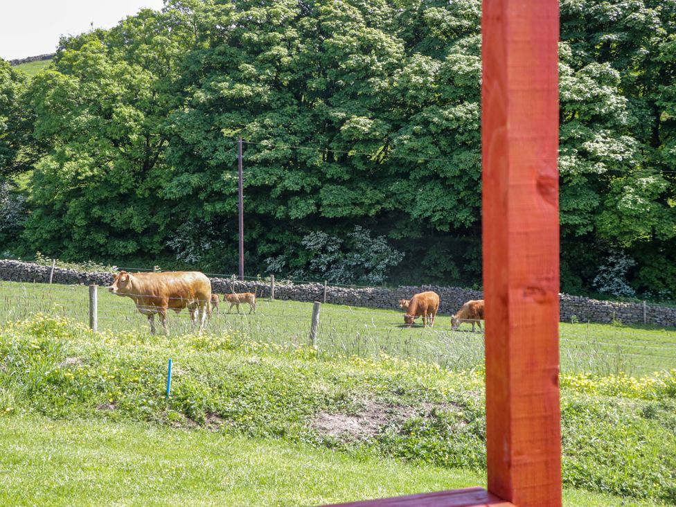 A grassy field with cows and a fence at Cherry in Ulverston