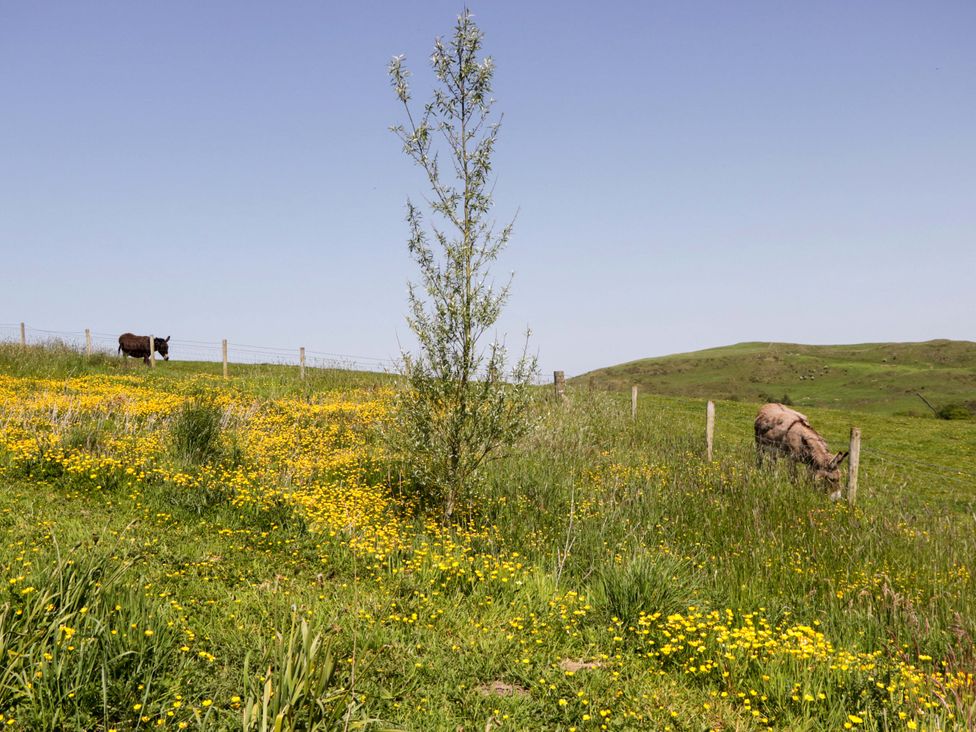 A field with cows and yellow flowers at Cherry in Ulverston