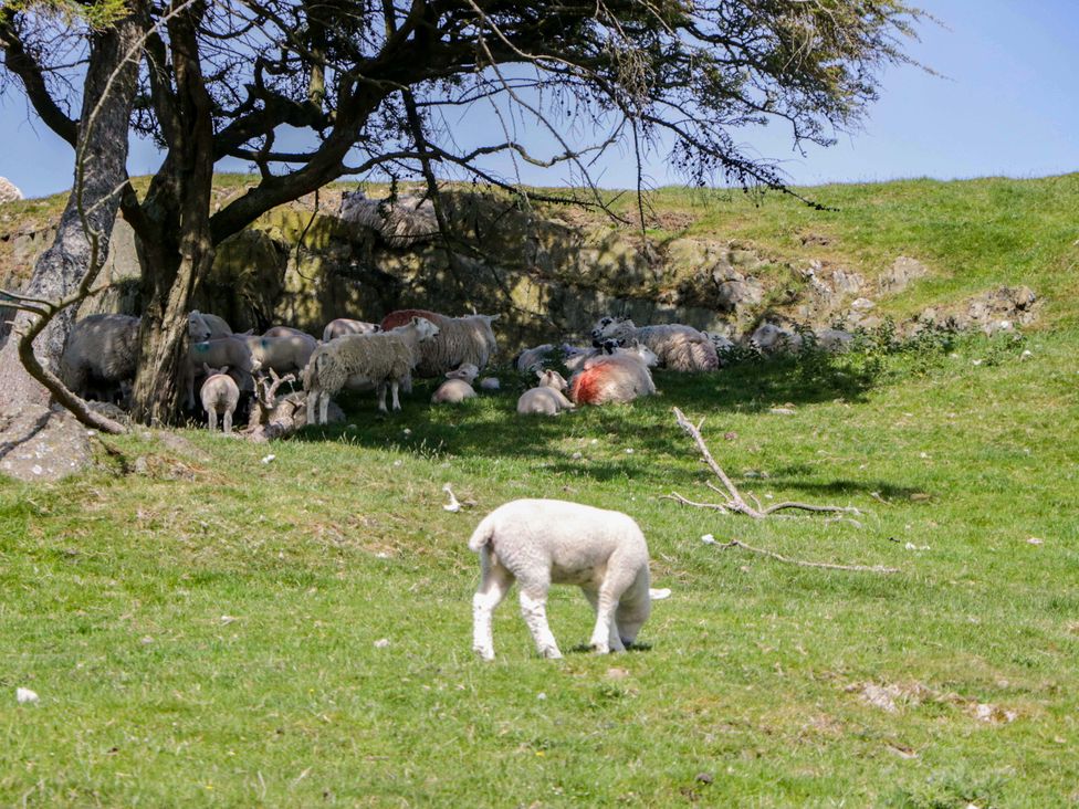 A lamb grazing with a group of sheep under a tree at Cherry in Ulverston