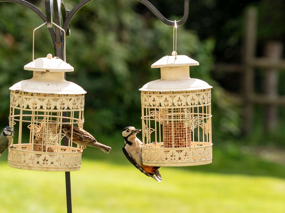 Bird feeders with birds at Primrose Spinney Highwood near Ringwood