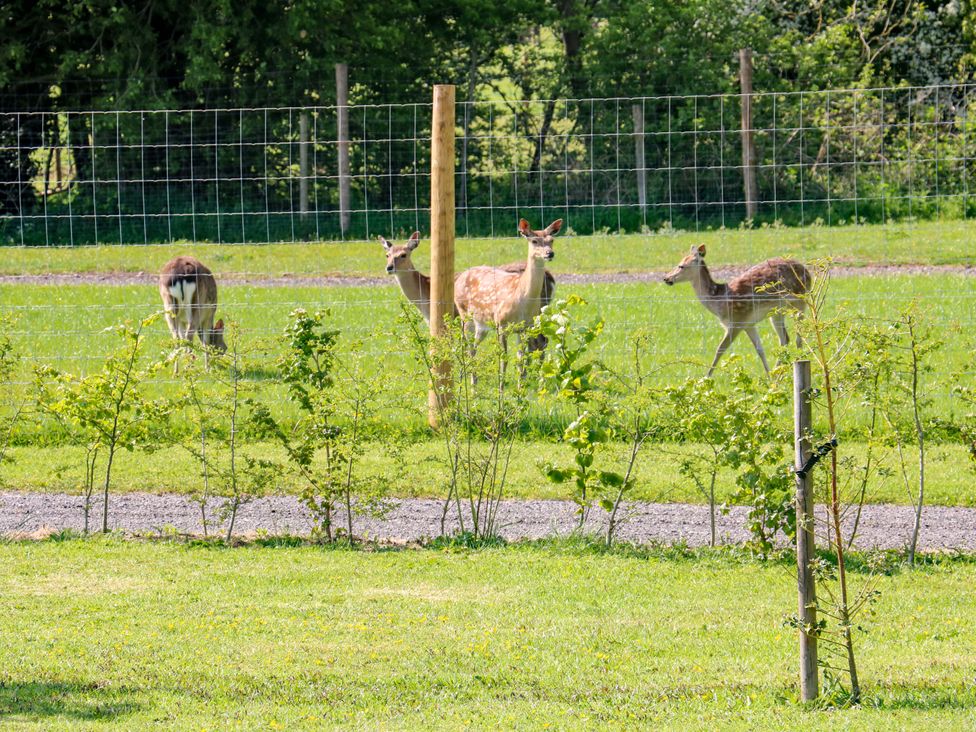 Four deer standing in a grassy fenced field with bushes and trees in the background at Oh Deer in Ashbourne