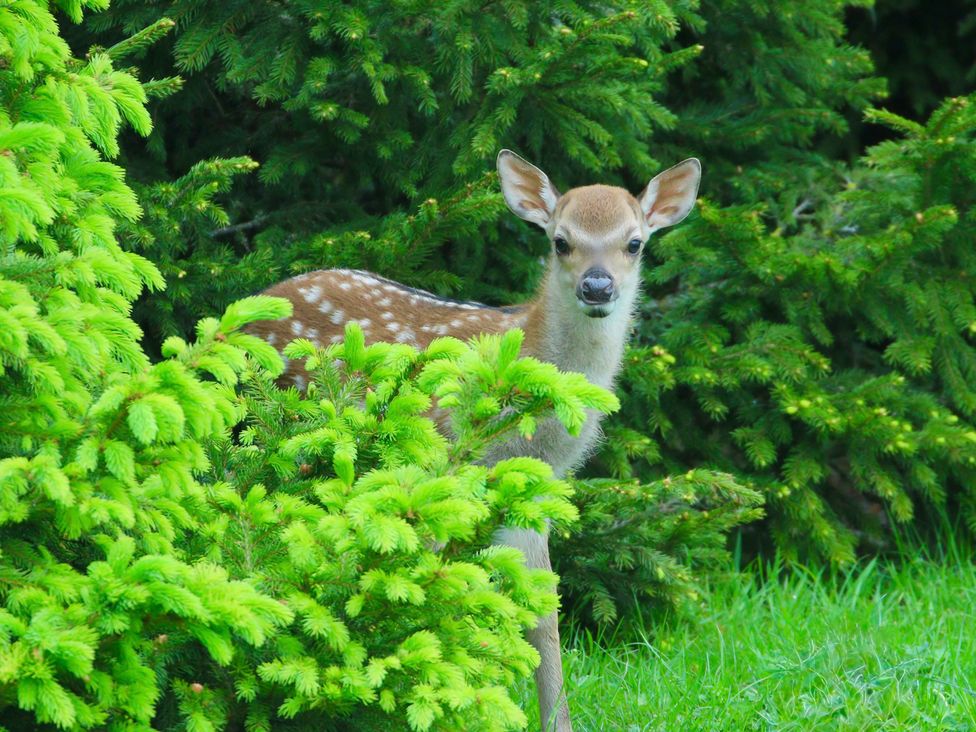 A deer near greenery at Oh Deer in Ashbourne