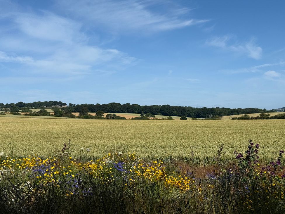 A field with wildflowers and trees at Lonnon Cottage Alnmouth