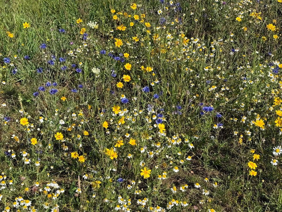 A field with various flowers including yellow and blue flowers at Lonnon Cottage, Alnmouth
