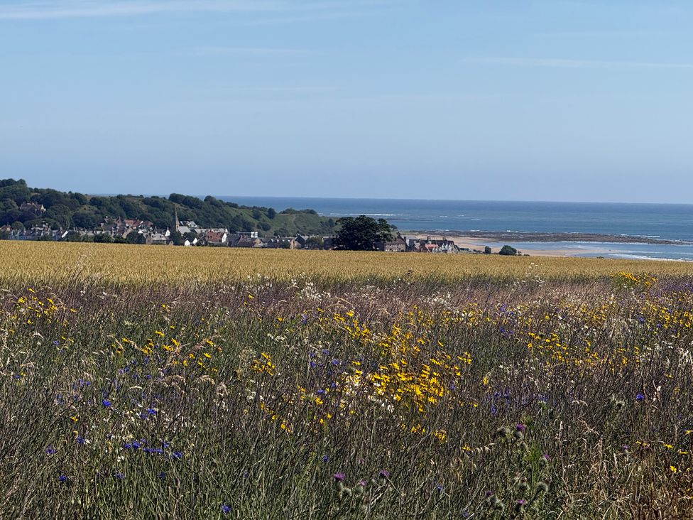A view of fields with wildflowers and ocean in the background at Lonnon Cottage in Alnmouth
