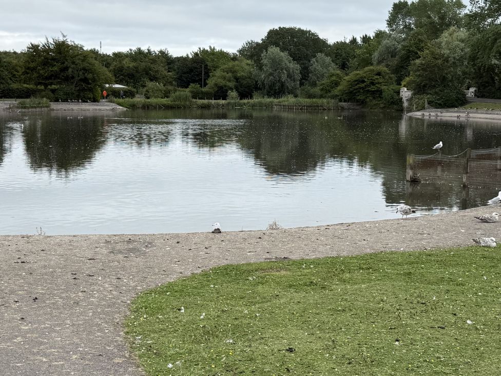 A lake surrounded by grass and trees with birds at The Furness Haven in Barrow-In-Furness