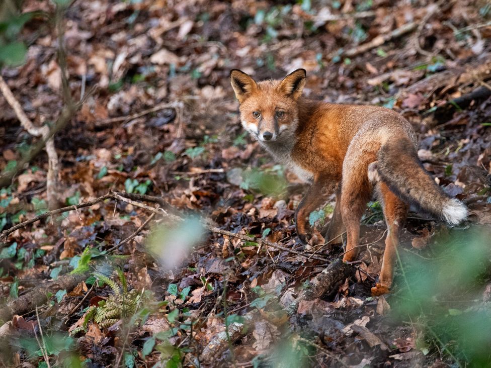A fox in a forested area at Narracott Down, South Molton