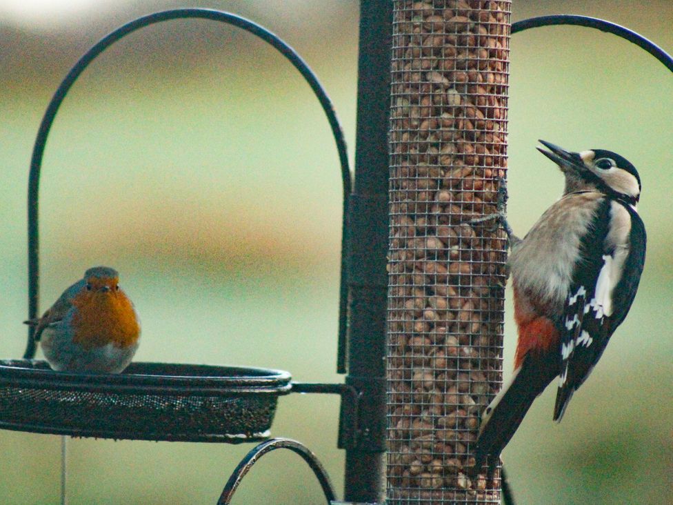A woodpecker on a feeder with another bird at Narracott Down South Molton