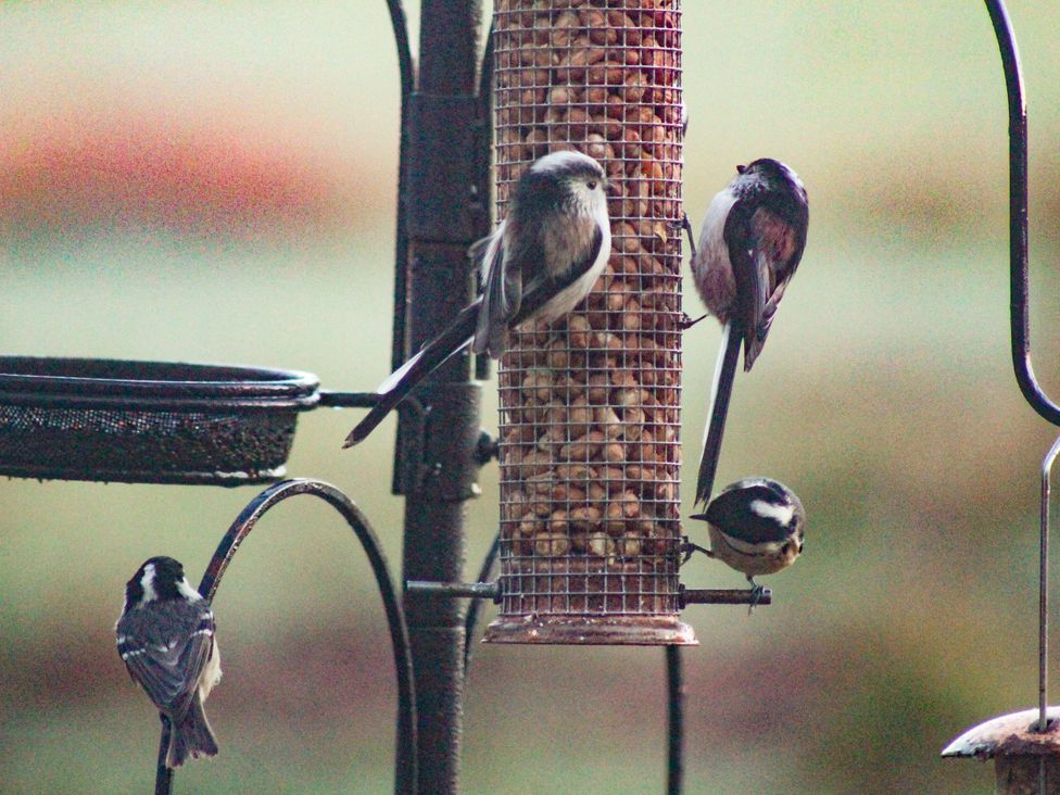 A bird feeder with birds feeding at Narracott Down South Molton