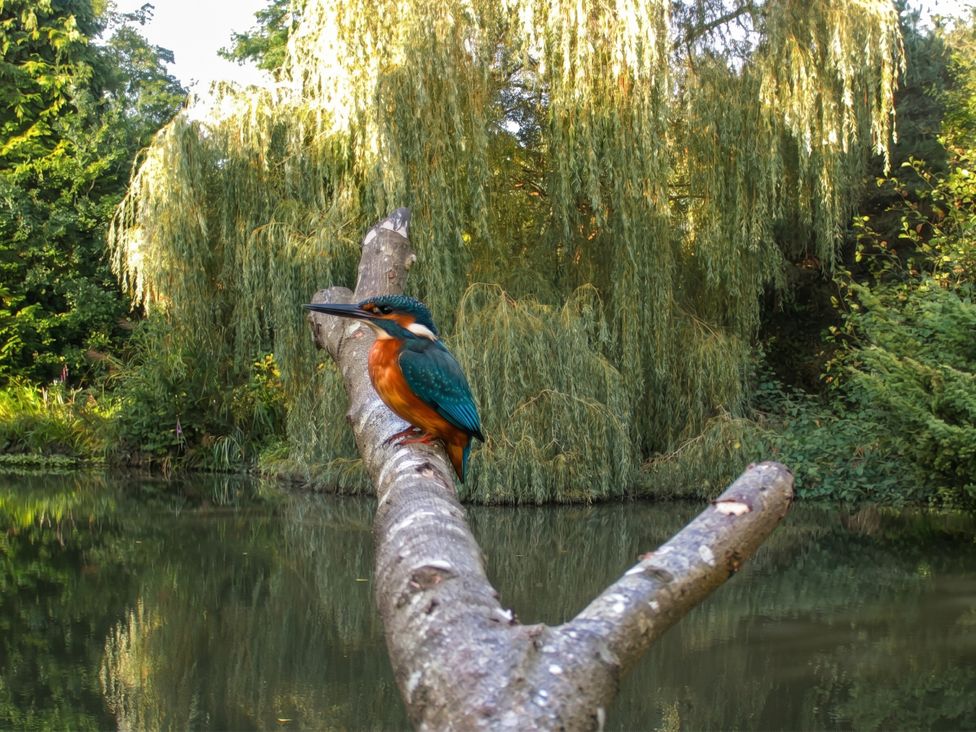 A kingfisher perched on a branch by the water at Narracott Down South Molton