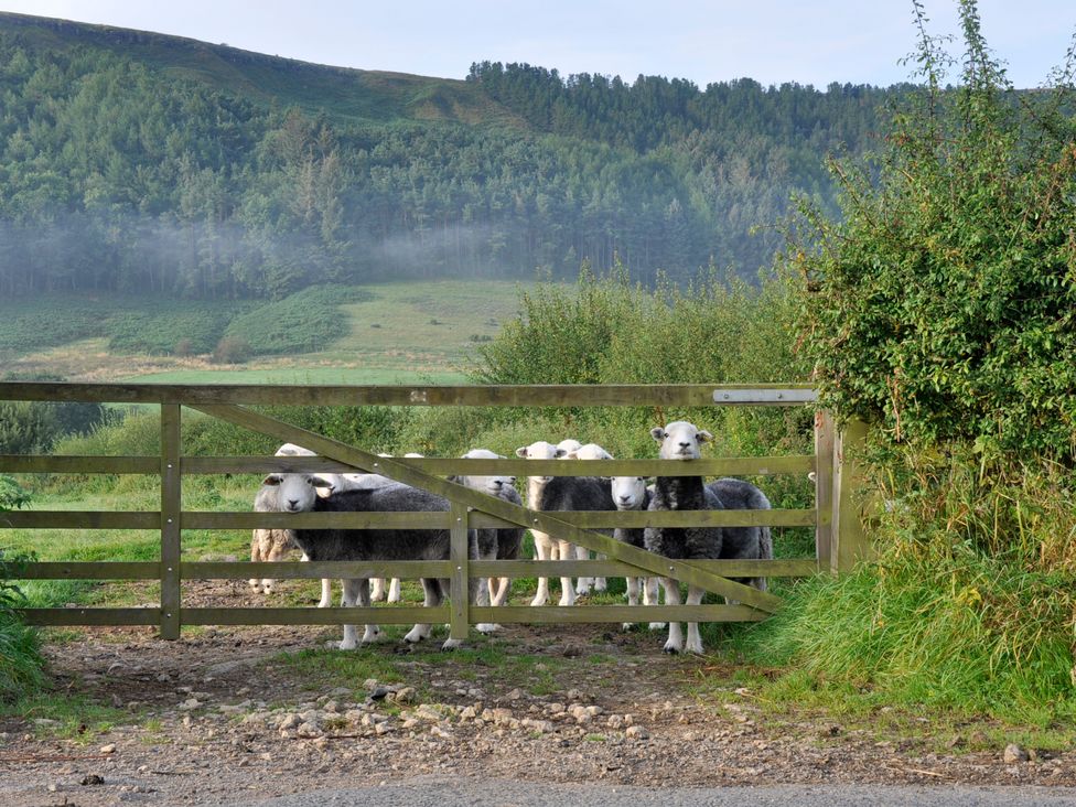 Sheep Cote Shepherds Hut - North Yorkshire (incl. Whitby) - 1126877 - thumbnail photo 19