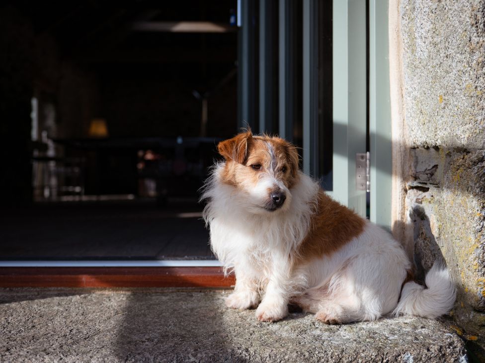 A dog sitting by an open door at Treveddoe Farmhouse Bodmin Moor