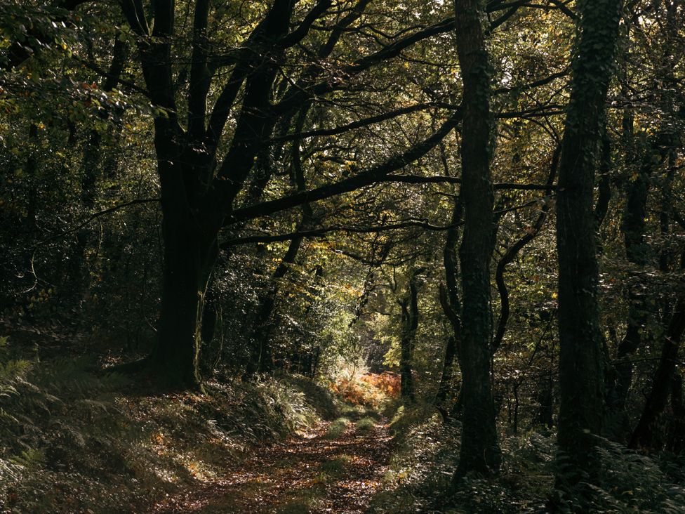 A wooded path surrounded by trees at The Barley Crush Bodmin Moor