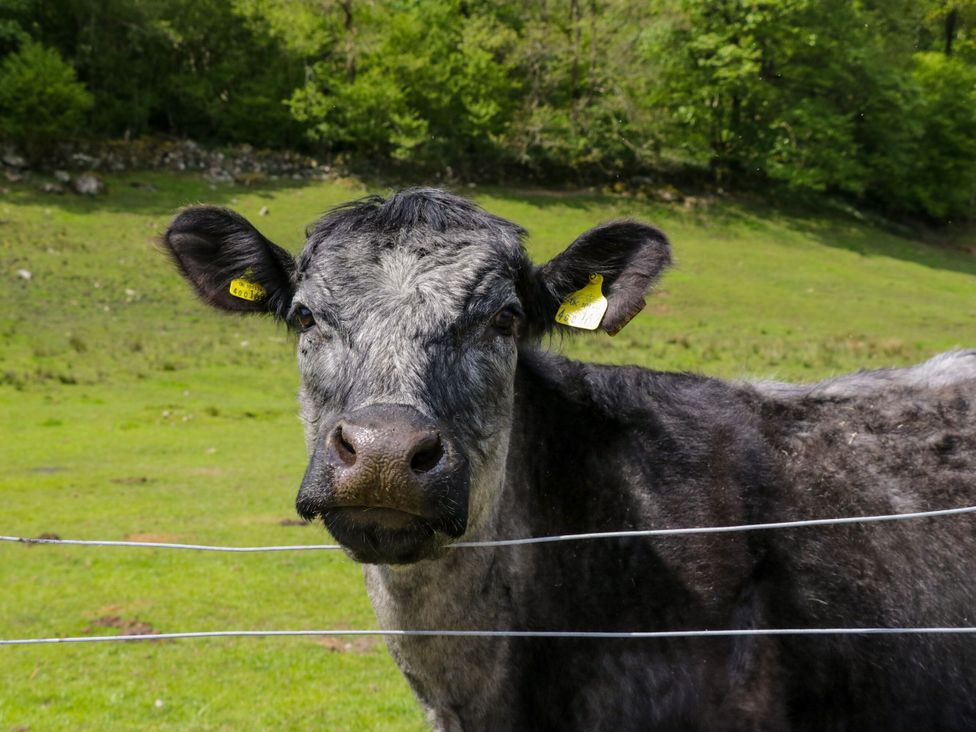 Ty Drws Nesaf - South Wales - 1127726 - thumbnail photo 24