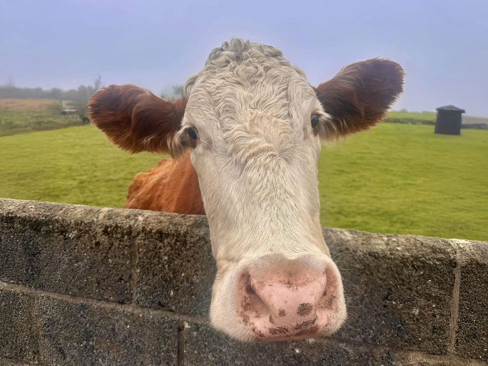 A cow standing by a stone wall on a farm in Cwmllynfell