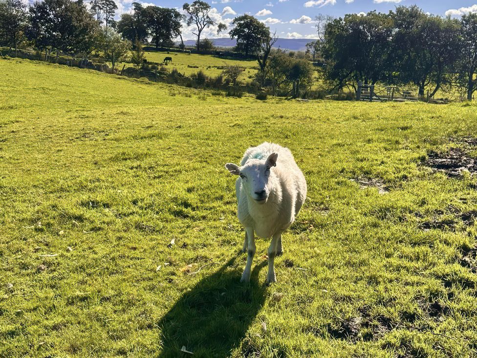 A sheep standing on grass at Ty Drws Nesaf in Cwmllynfell
