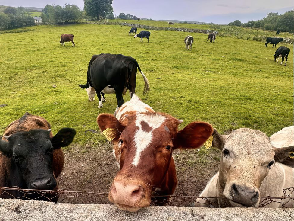 Cows in a field at Ty Drws Nesaf in Cwmllynfell