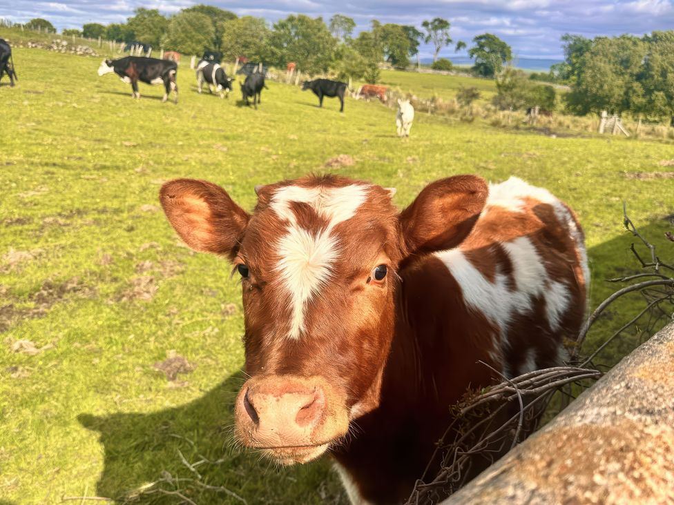 A cow in a field with other cows at Ty Drws Nesaf in Cwmllynfell
