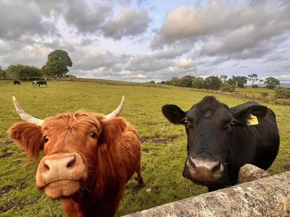 Two cows in a field with grass and clouds at Ty Drws Nesaf in Cwmllynfell