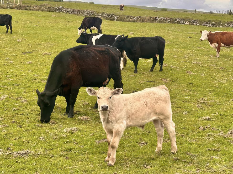A field with cows and a calf at Ty Drws Nesaf in Cwmllynfell