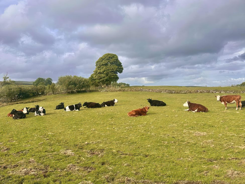 A field with cows resting in a rural setting at Ty Drws Nesaf in Cwmllynfell