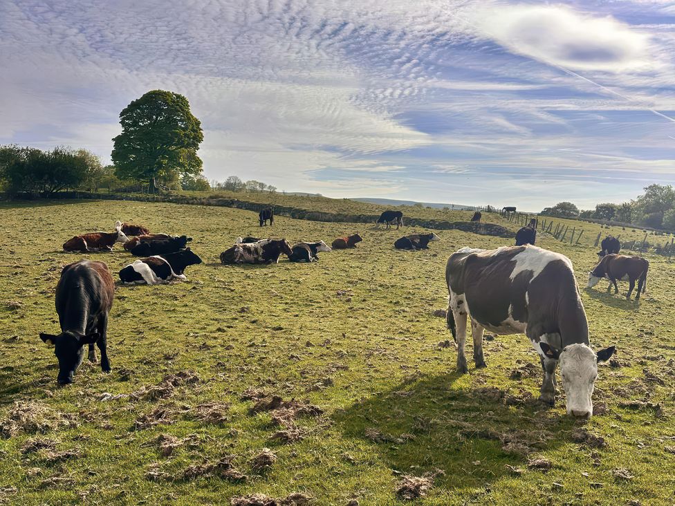 A field with cows grazing and resting at Ty Drws Nesaf Cwmllynfell
