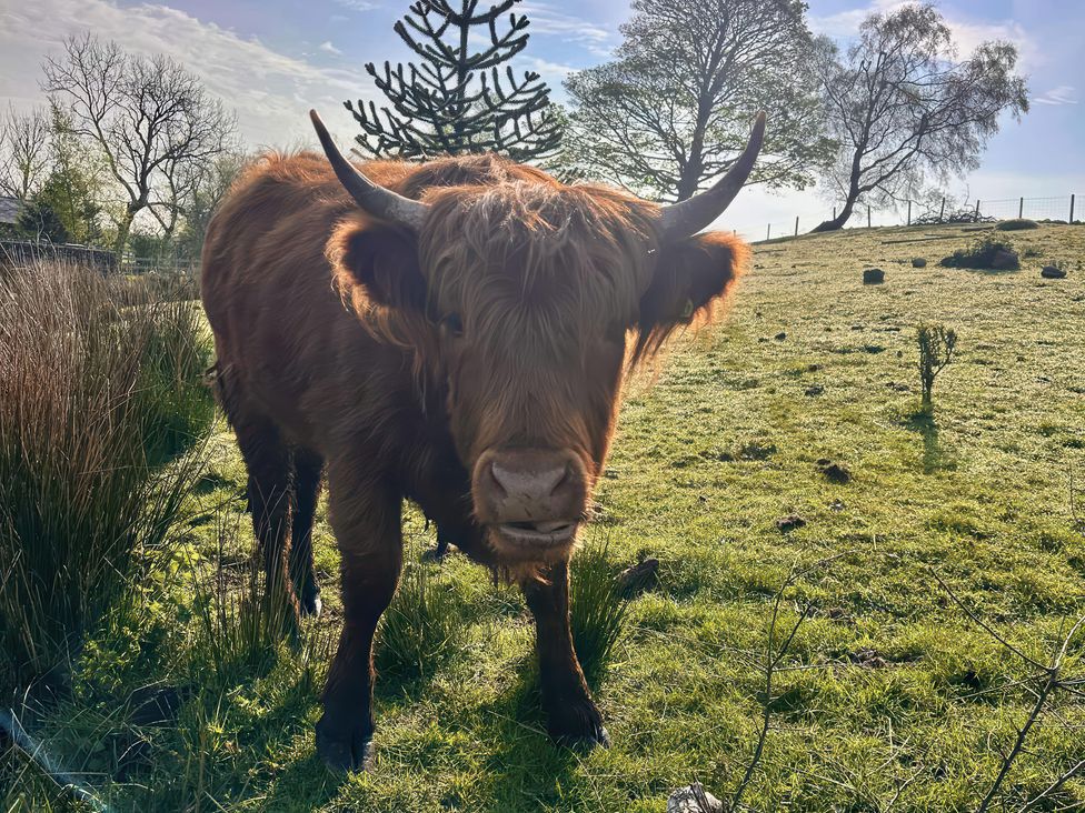 A cow in a grassy field with trees and a clear sky at Ty Drws Nesaf in Cwmllynfell