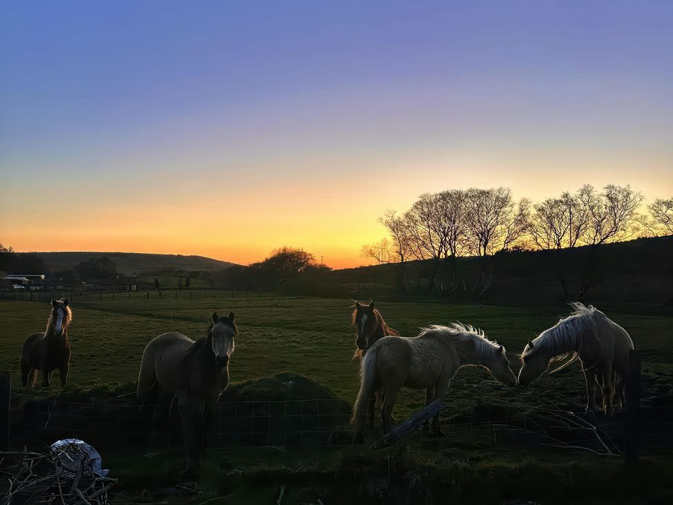 Horses in a field during sunset at Ty Drws Nesaf in Cwmllynfell