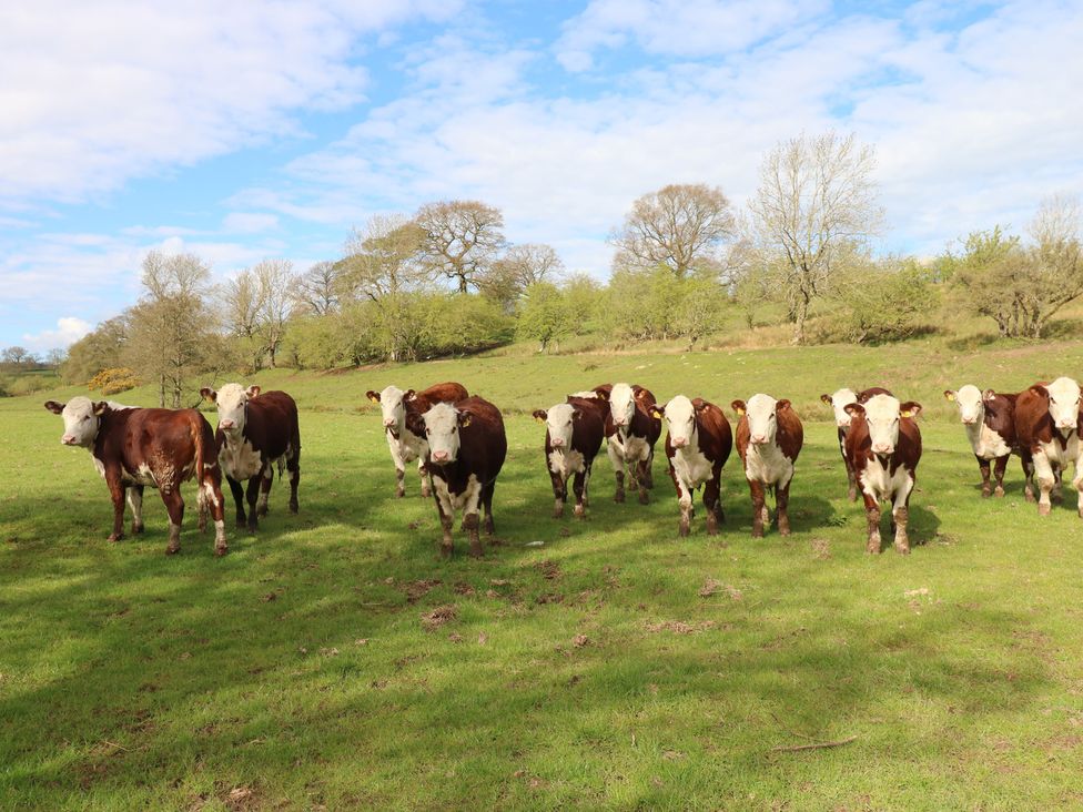A group of cattle in a field at Rainbow Cottage Kirkby Stephen