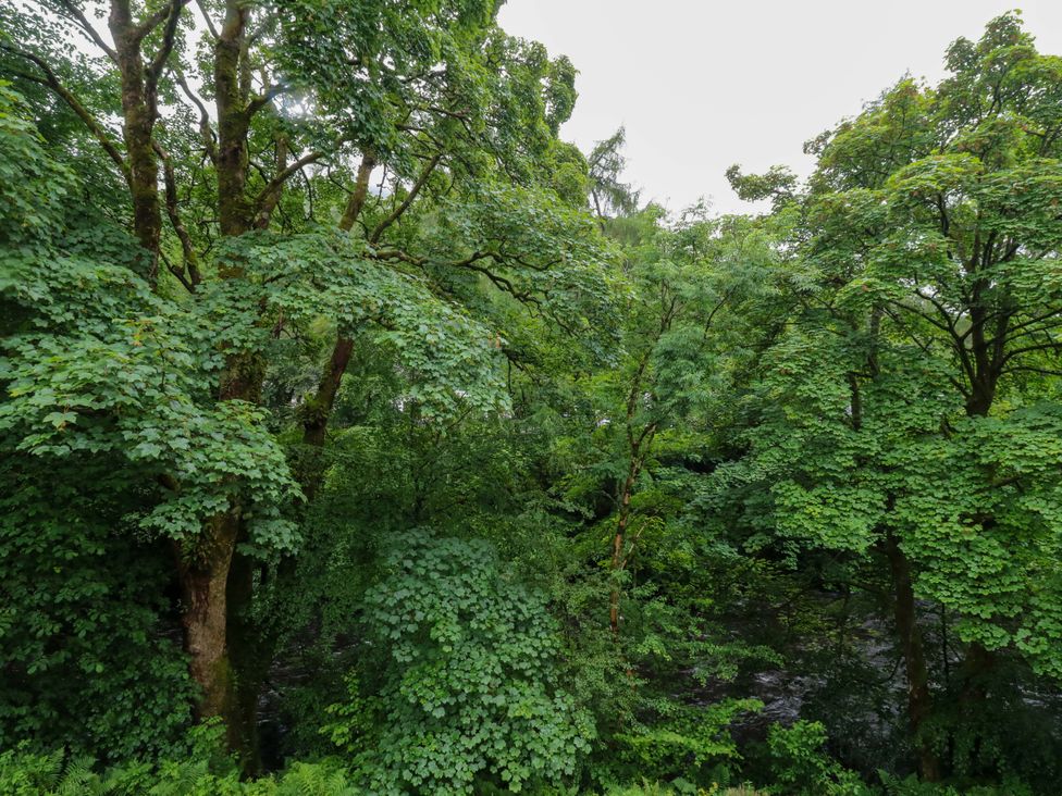 A view of a densely wooded area with various trees at Nevis Bridge House Fort William