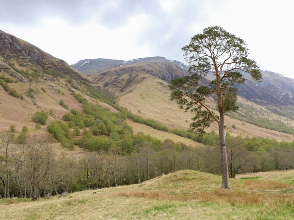 A view of mountains and a tree in a field at Nevis Bridge House in Fort William