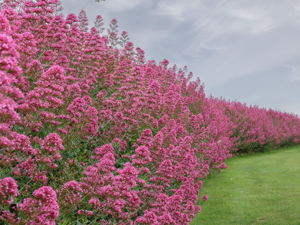 A field of pink flowers near grass at Greenside Studio in Praa Sands