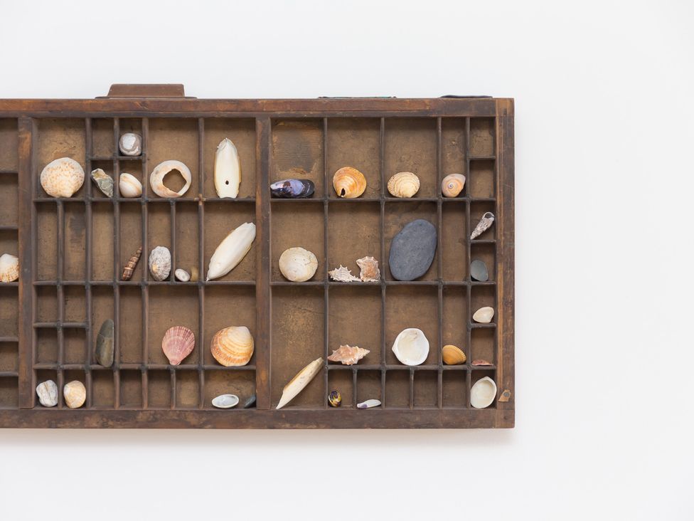 A wooden display case with various shells and stones at Carines Barns - Pen, Cubert