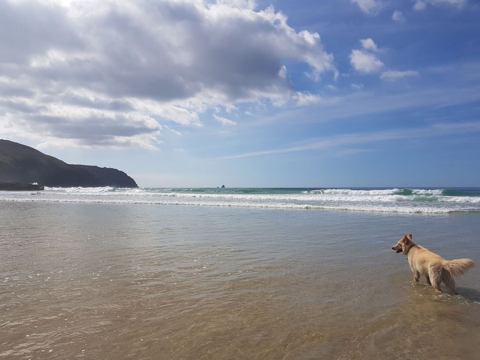 A dog standing in a shallow area of the ocean at Carines Barns - Pen, Cubert