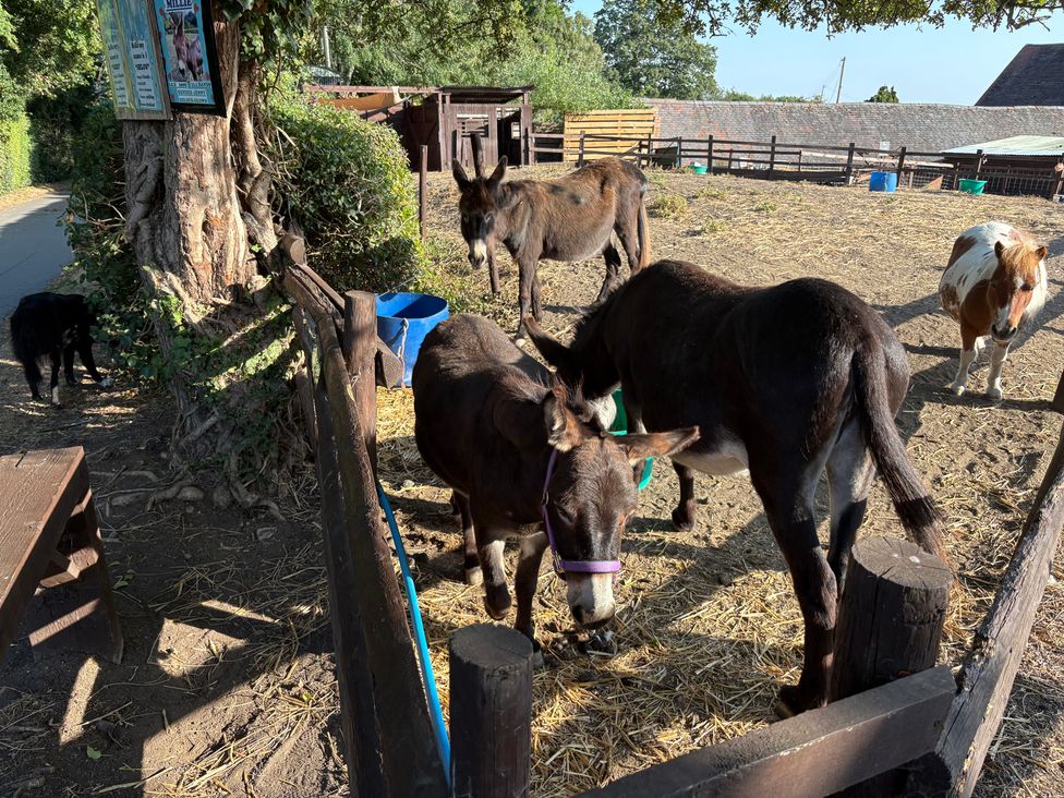 A donkey and cow in a pen with a dog nearby at The Cottage in Ettington