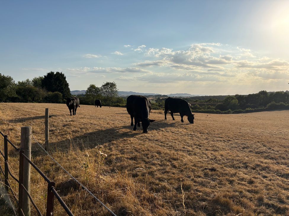 A field with cows grazing under a clear sky at The Cottage in Ettington