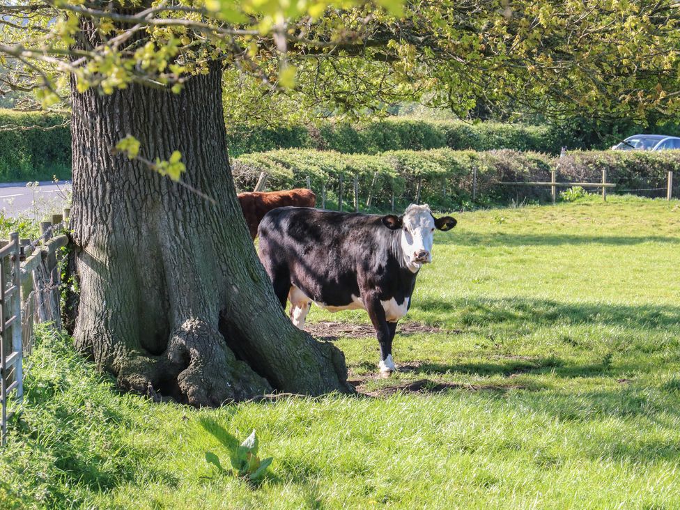 A cow standing near a tree in a field at Tixall Manor Farm Tixall near Great Haywood