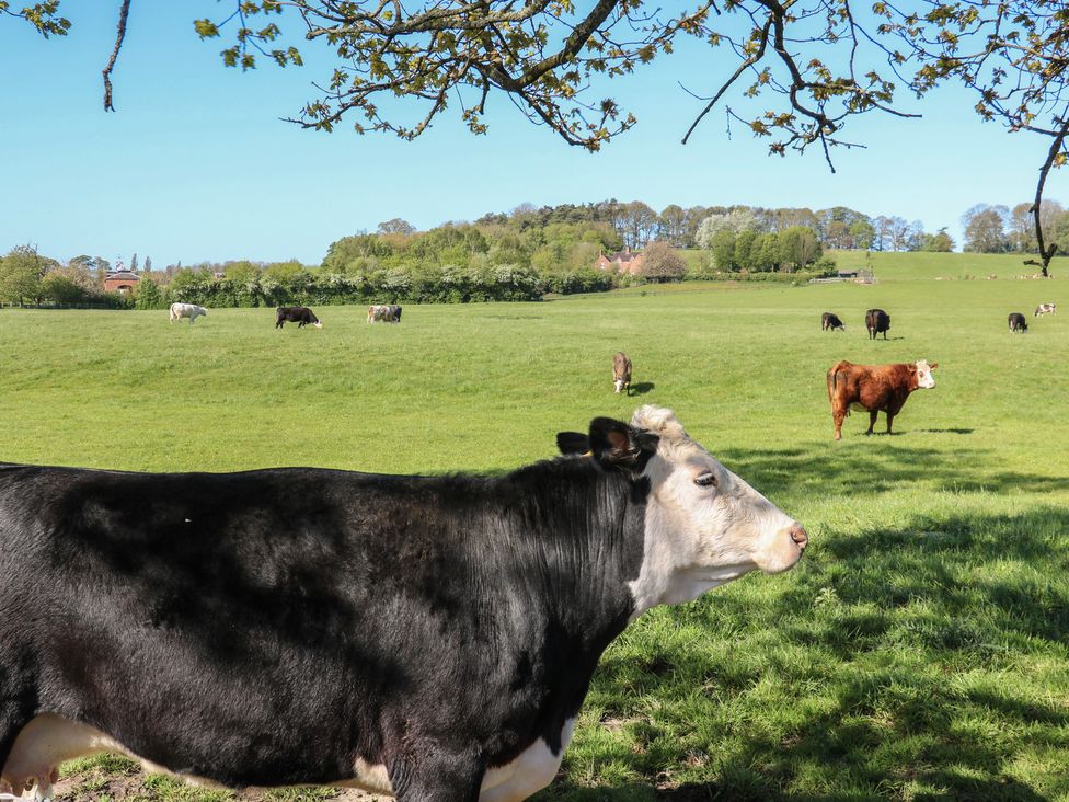 A cow in a field with other cows at Tixall Manor Farm Tixall near Great Haywood