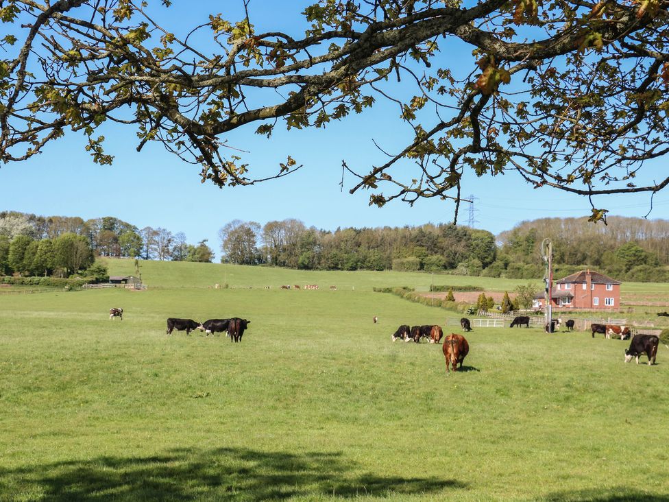 An open field with cows grazing near a house at Tixall Manor Farm in Tixall near Great Haywood