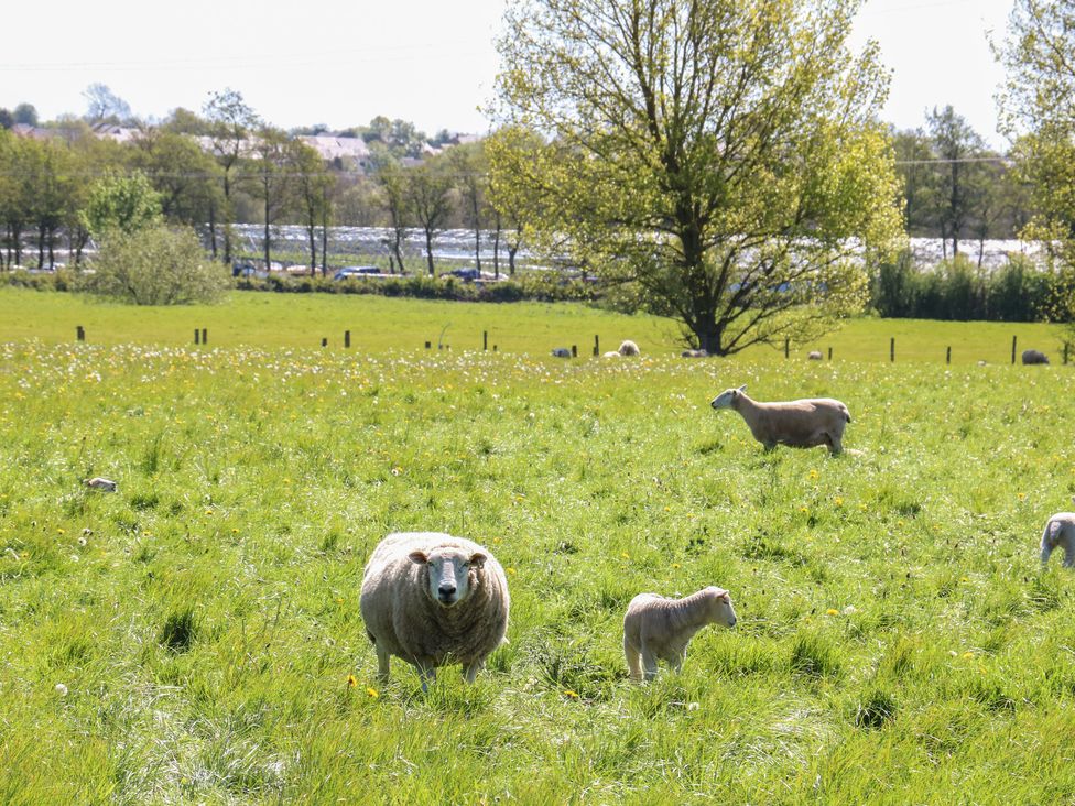 A sheep and a lamb in a field at Tixall Manor Farm in Tixall near Great Haywood