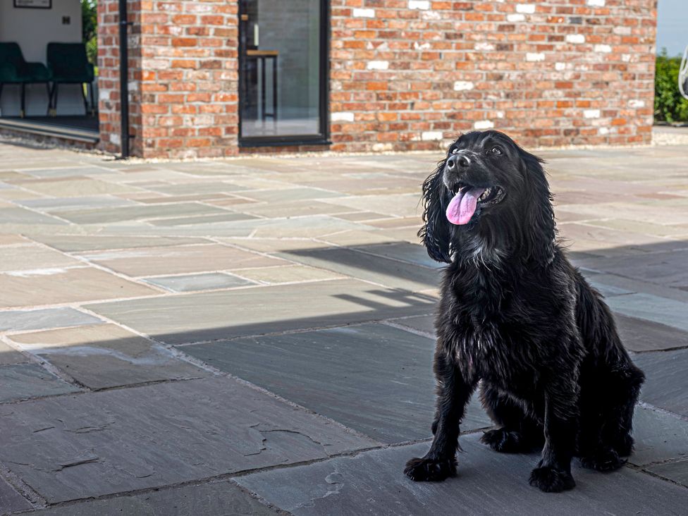 A dog sitting on the pavement near a brick wall at Fairvale House