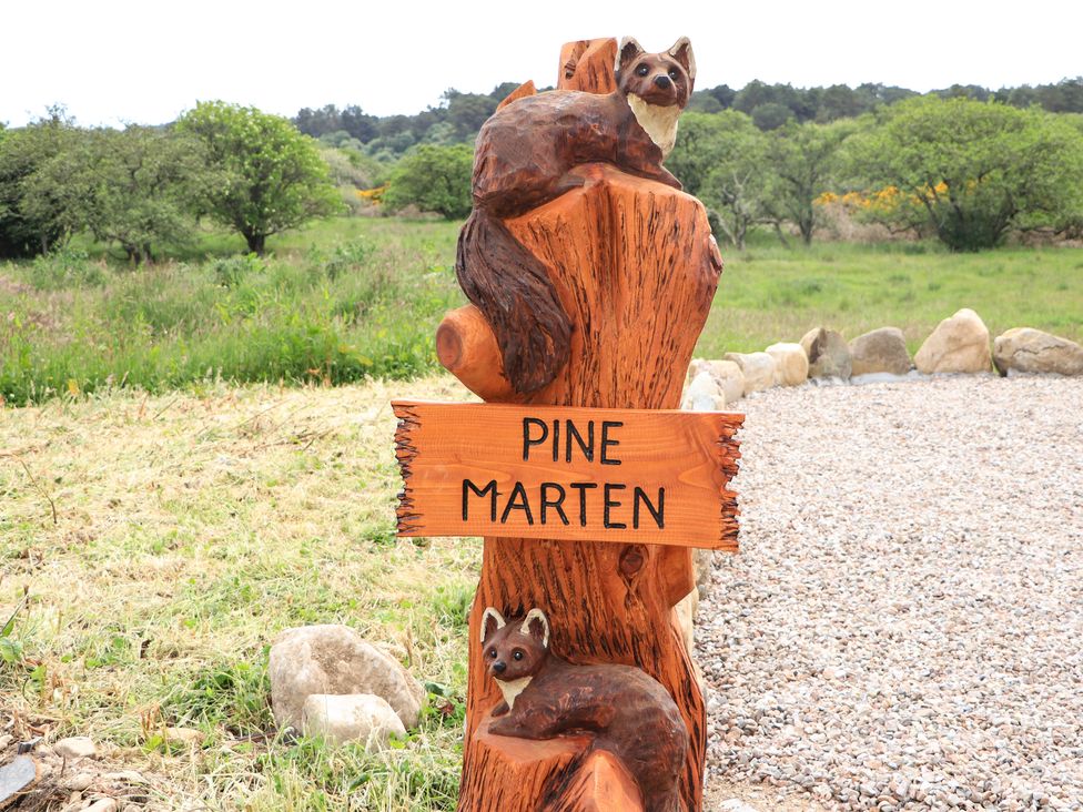 Pine Marten -  - 1132176 - thumbnail photo 40