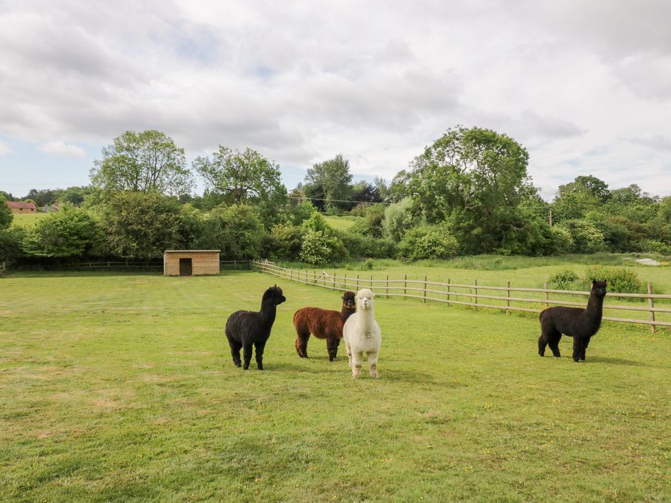 Four alpacas in a field with a shed at The Tunnel at Bridge Lake Farm and Fishery, Chacombe