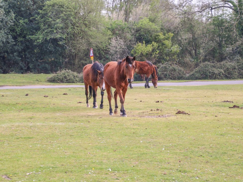 Hordle Dene Annex - Hampshire - 1134287 - thumbnail photo 26