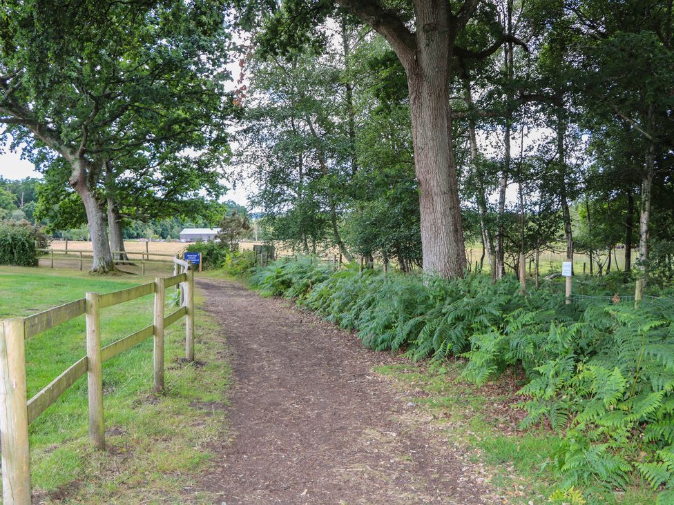 A pathway with trees and ferns at 18 Deer Glade in Landford