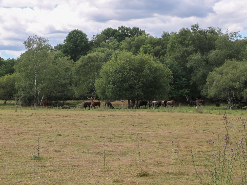 A field with cows grazing near trees at 18 Deer Glade Landford