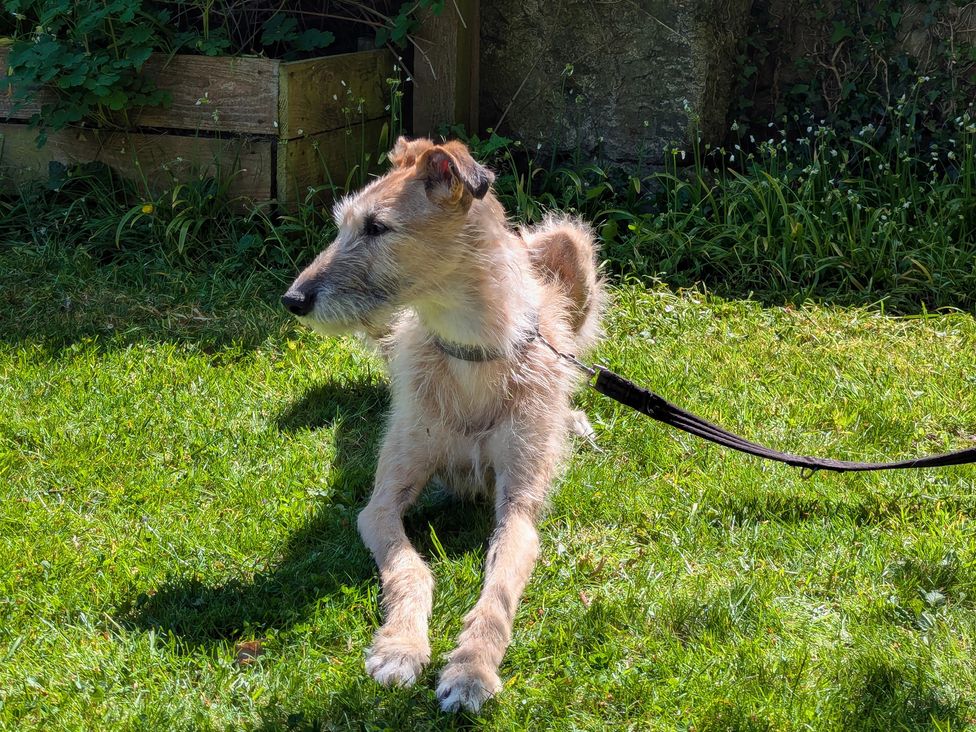 A dog lying on the grass in a garden at Wonderland Tweedmouth, Berwick-Upon-Tweed