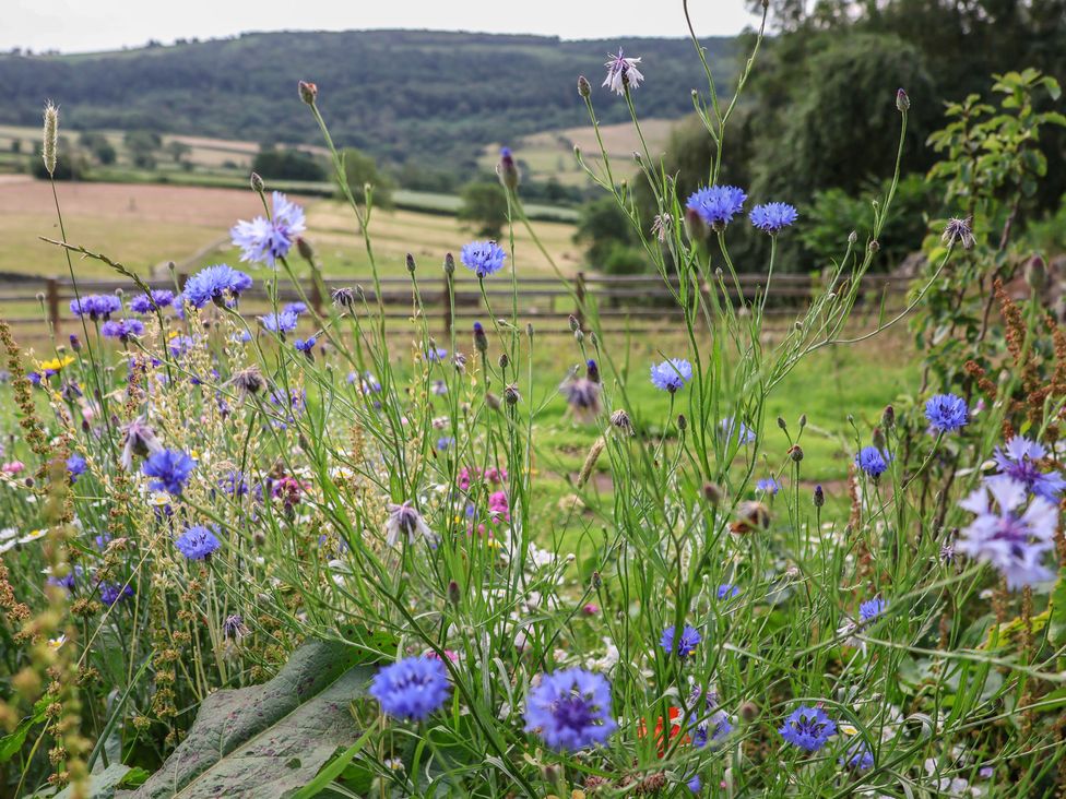 A field of wildflowers and grass at Lodge Farm in Whitby