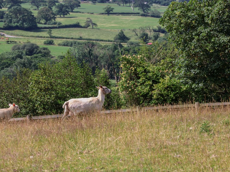 A sheep and goat in a field at Lodge Farm in Whitby