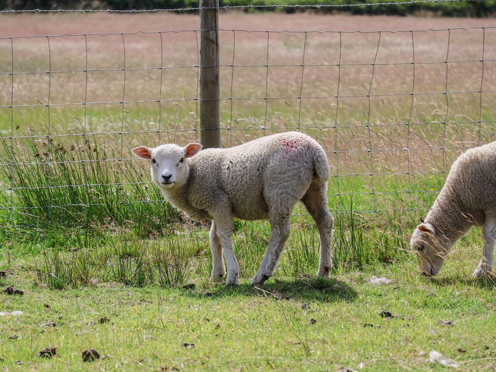 Two sheep in a field at Lodge Farm in Whitby